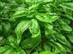 100% Basil 10ml