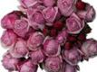 100% 玫瑰-大馬士革 10ml Rose Damask Absolute 100% 玫瑰-大馬士革 10ml Rose Damask Absolute