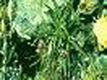 100% 甘松香 10ml Spikenard 100% 甘松香 10ml Spikenard