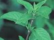 100% 有机胡椒薄荷 10ml Peppermint 100% 有机胡椒薄荷 10ml Peppermint