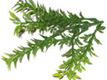 100% 有機茶樹 10ml Tea Tree 100% 有機茶樹 10ml Tea Tree