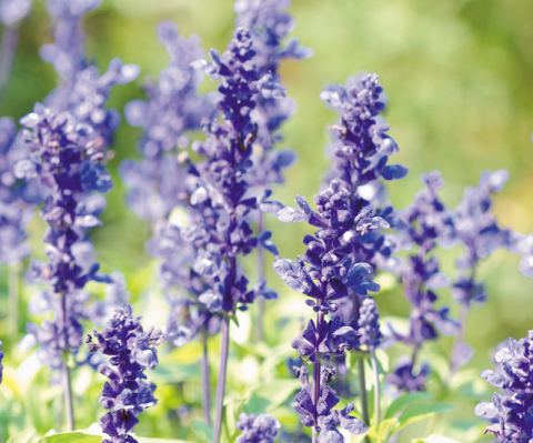 100% Lavender True 10ml 100% Lavender True 10ml