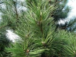 黑松 Pine(Black)精油 / 10ml