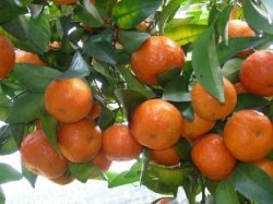 橘子 Mandarin 精油 / 10ml