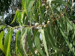 尤加利 Eucalyptus 精油 / 10ml