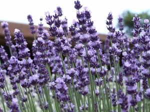 True Lavender Essential Oil / 10ml