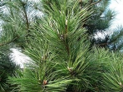 Pine (Black) Essential Oil / 10ml