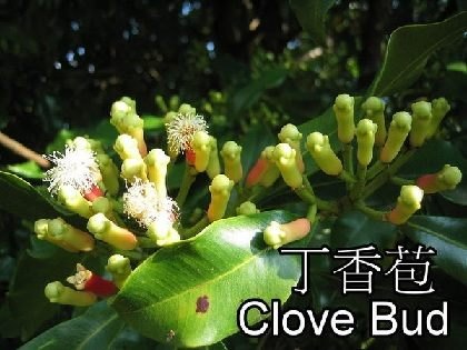 丁香苞 Clove Bud 精油 / 10ml