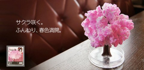 Magic Sakura (Medium size)
