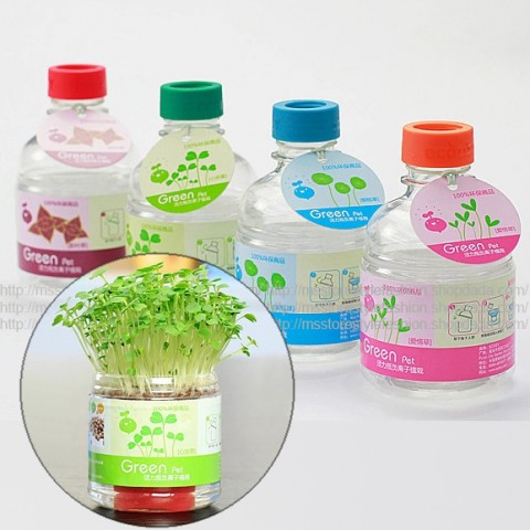 Eco Gift Mini Green Pet Plant in Bottle