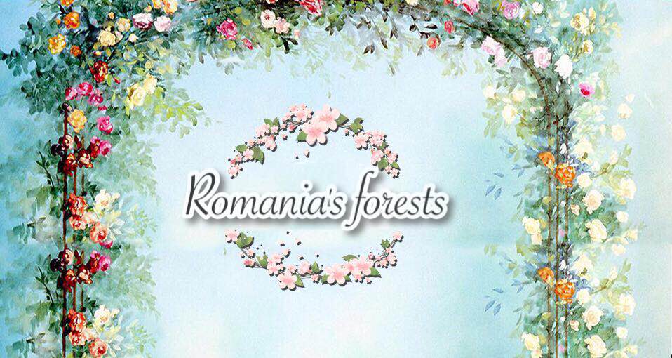 ❤Romania's forests