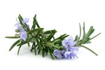 15ml Rosemary Pure Essential Oil