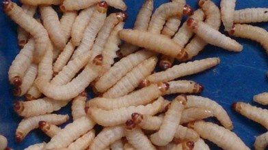 葡萄蜜蟲 葡萄蜜蟲