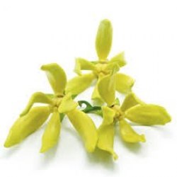 iSecret 純天然植物精油 - 依蘭依蘭 (10ml)