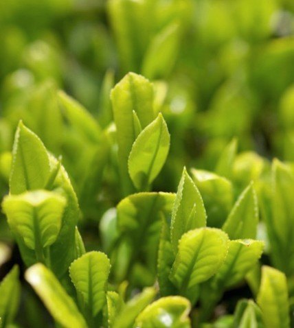 Innisfree綠茶平衡肌膚護理組 Innisfree綠茶平衡肌膚護理組