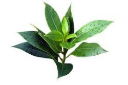 iSecret 純天然植物精油 - 茶樹 (10ml)